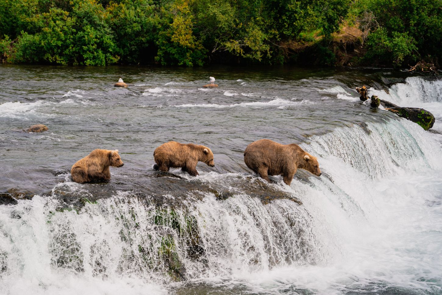 Katmai National Park - Bären auf Lachsjagd bei den Brooks Falls