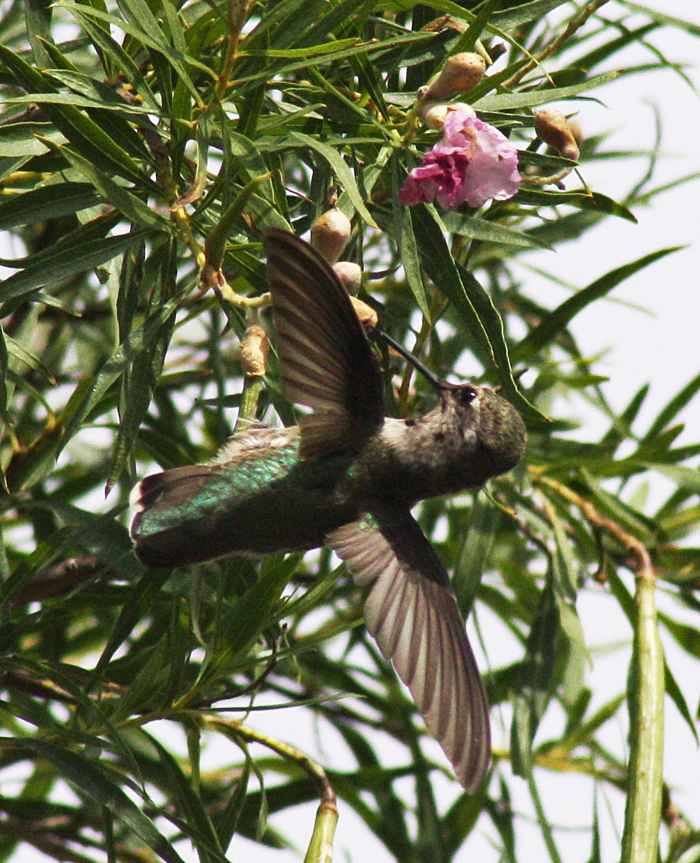 Sierra Vista - Kolibrimännchen