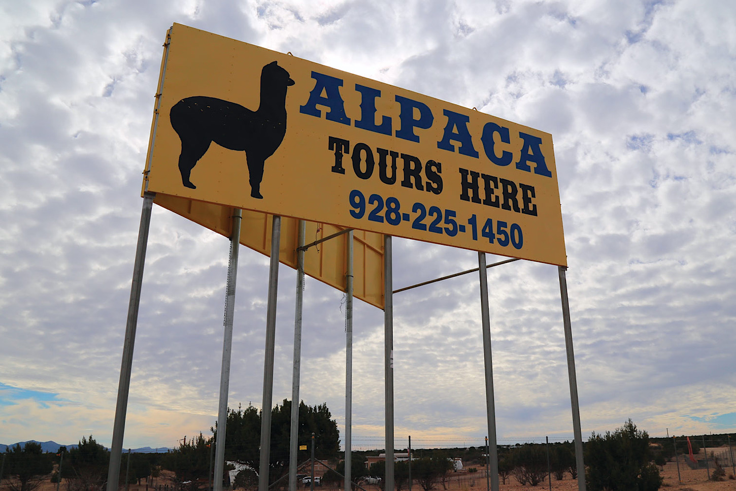 Alpacas of the South West