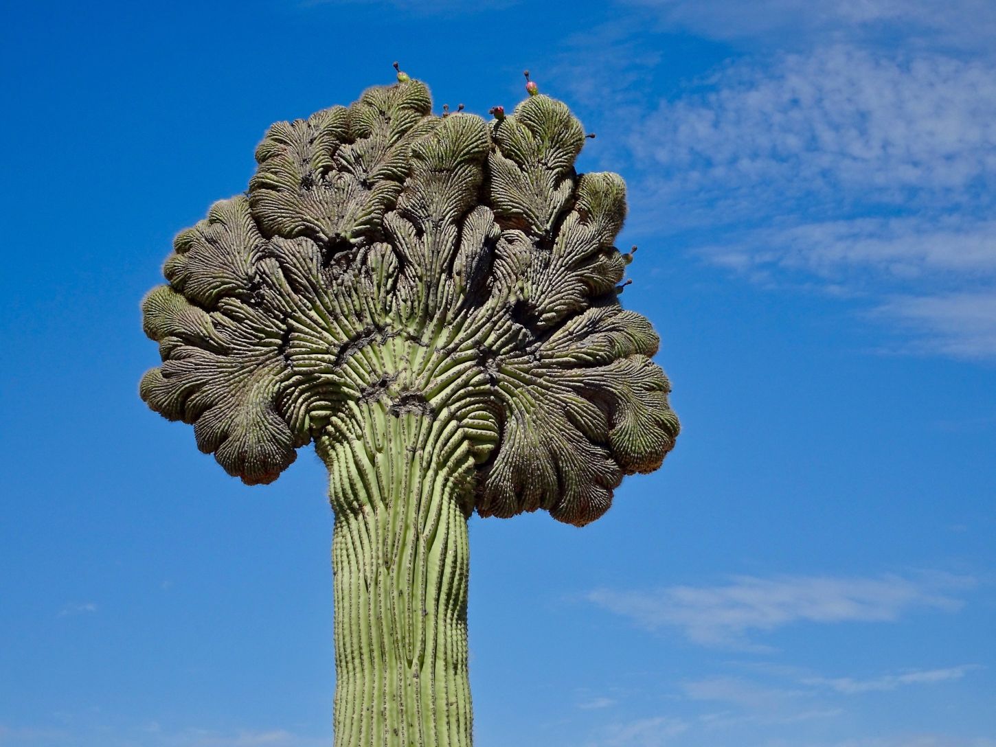 Seltener Anblick: Crested Saguaro am Latigo-Sidewinder Loop