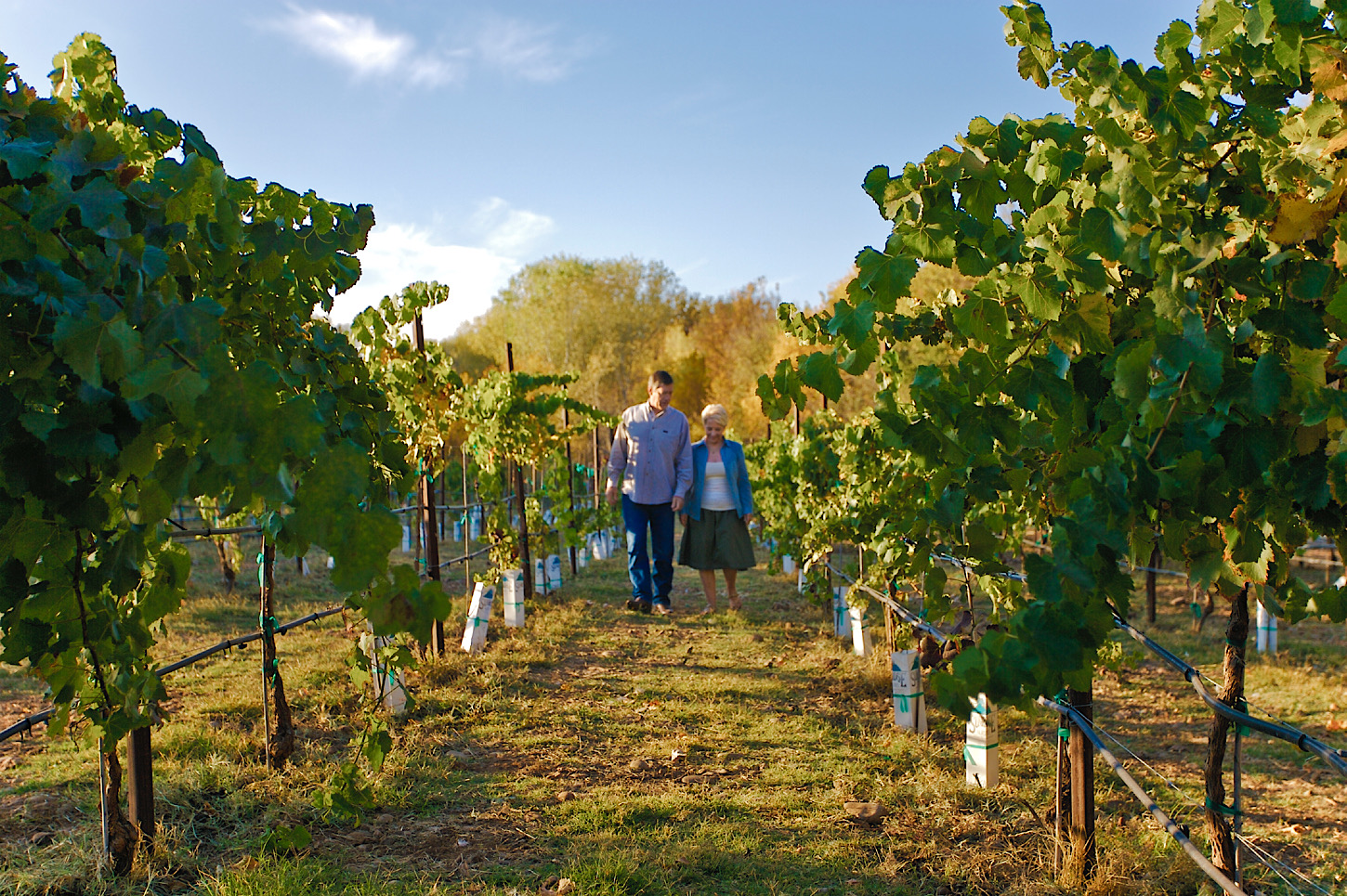 Ein Wineyard im Verde Valley