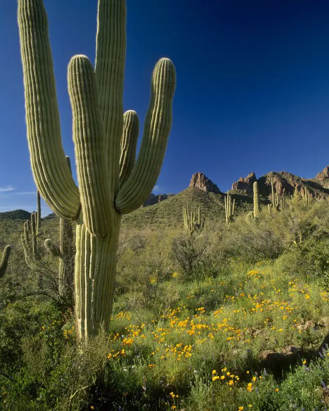 Saguaro Cactus im Blütenmeer