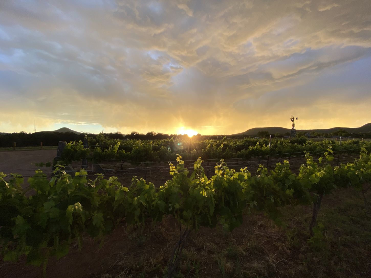 Sonnenuntergang über den Bruzzi Vineyards