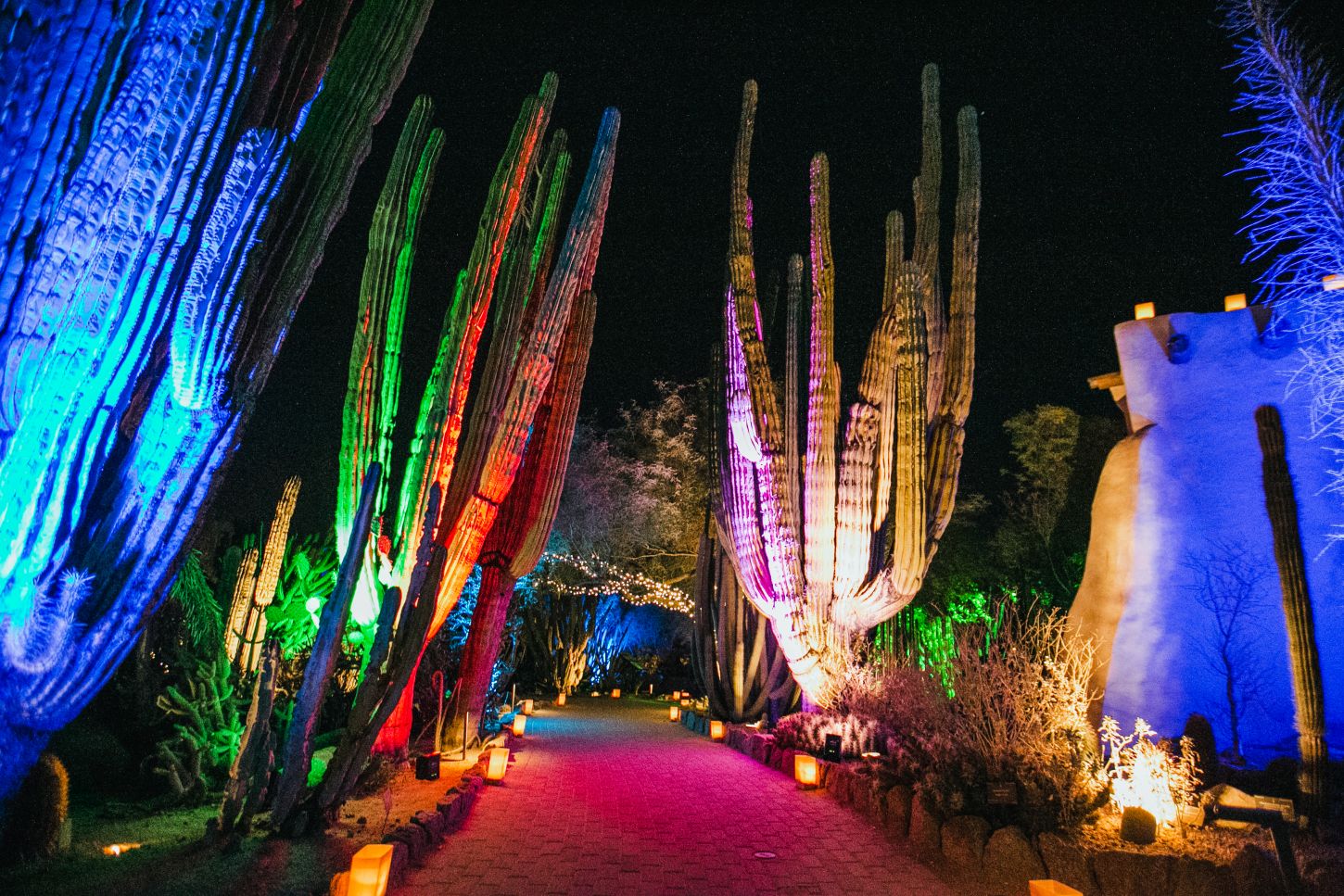Las Noches de las Luminarias 2020 at the Desert Botanical Garden