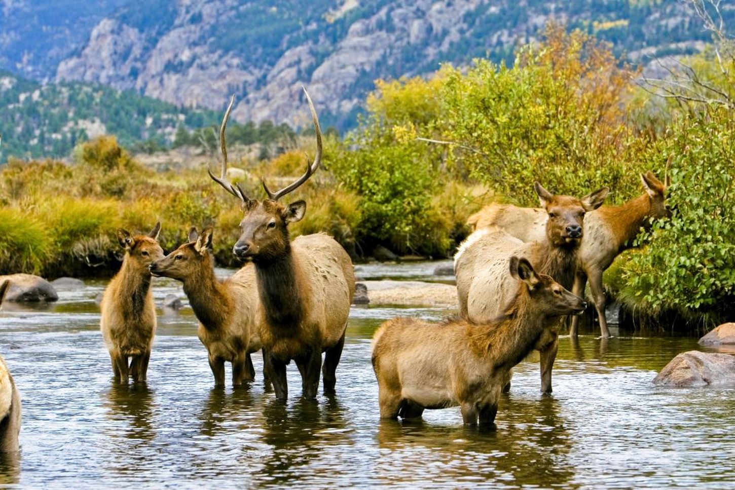Elk-Herde im Rocky Mountain National Park