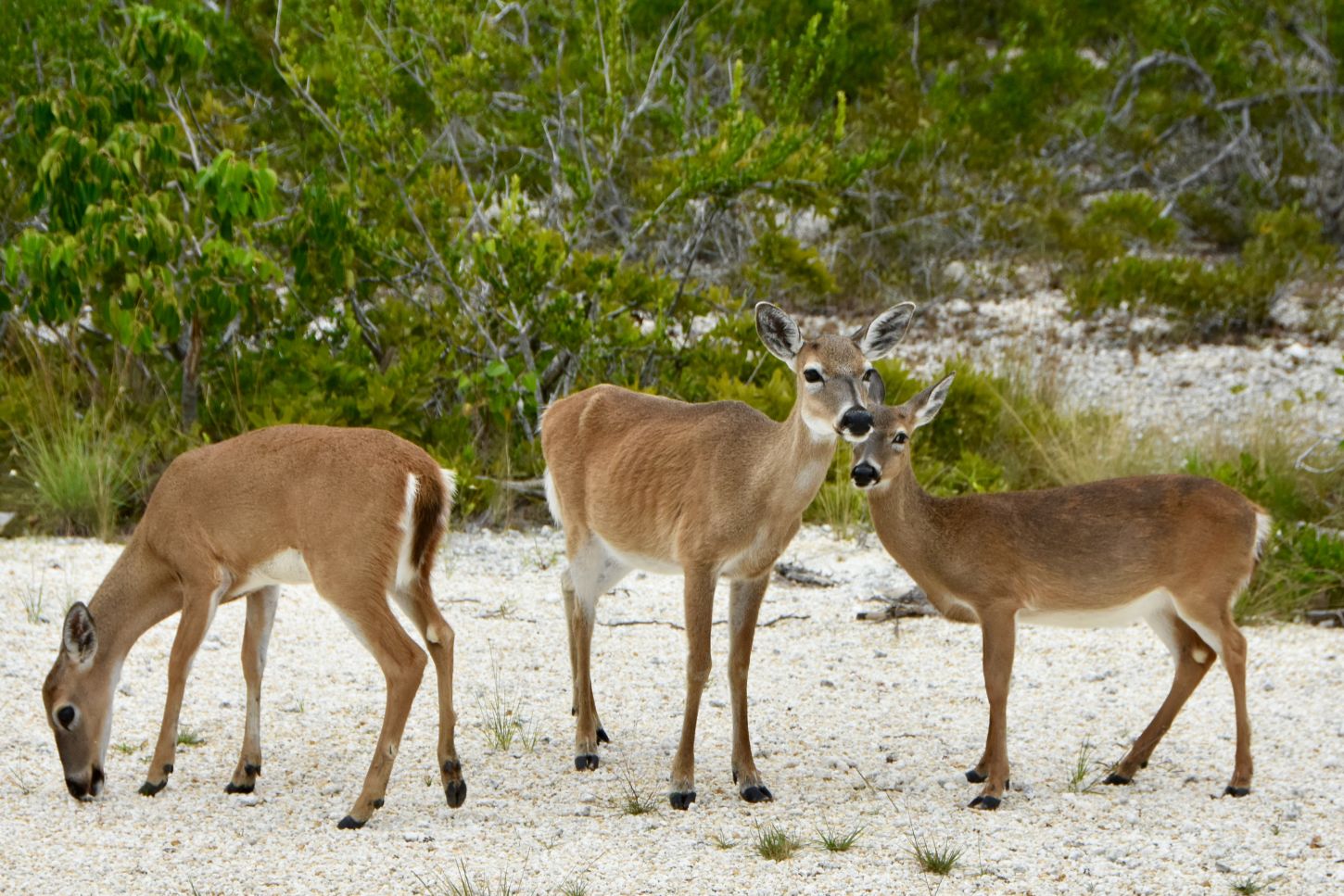 Key Deer auf den Lower Keys