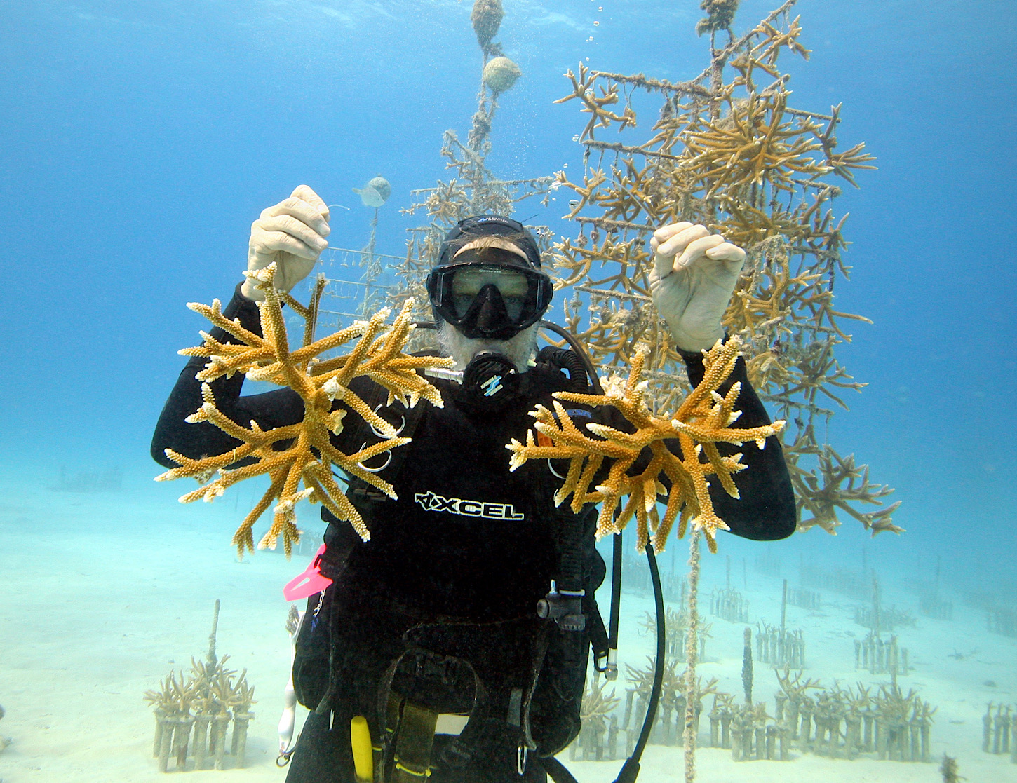 Korallenaufzucht-Station