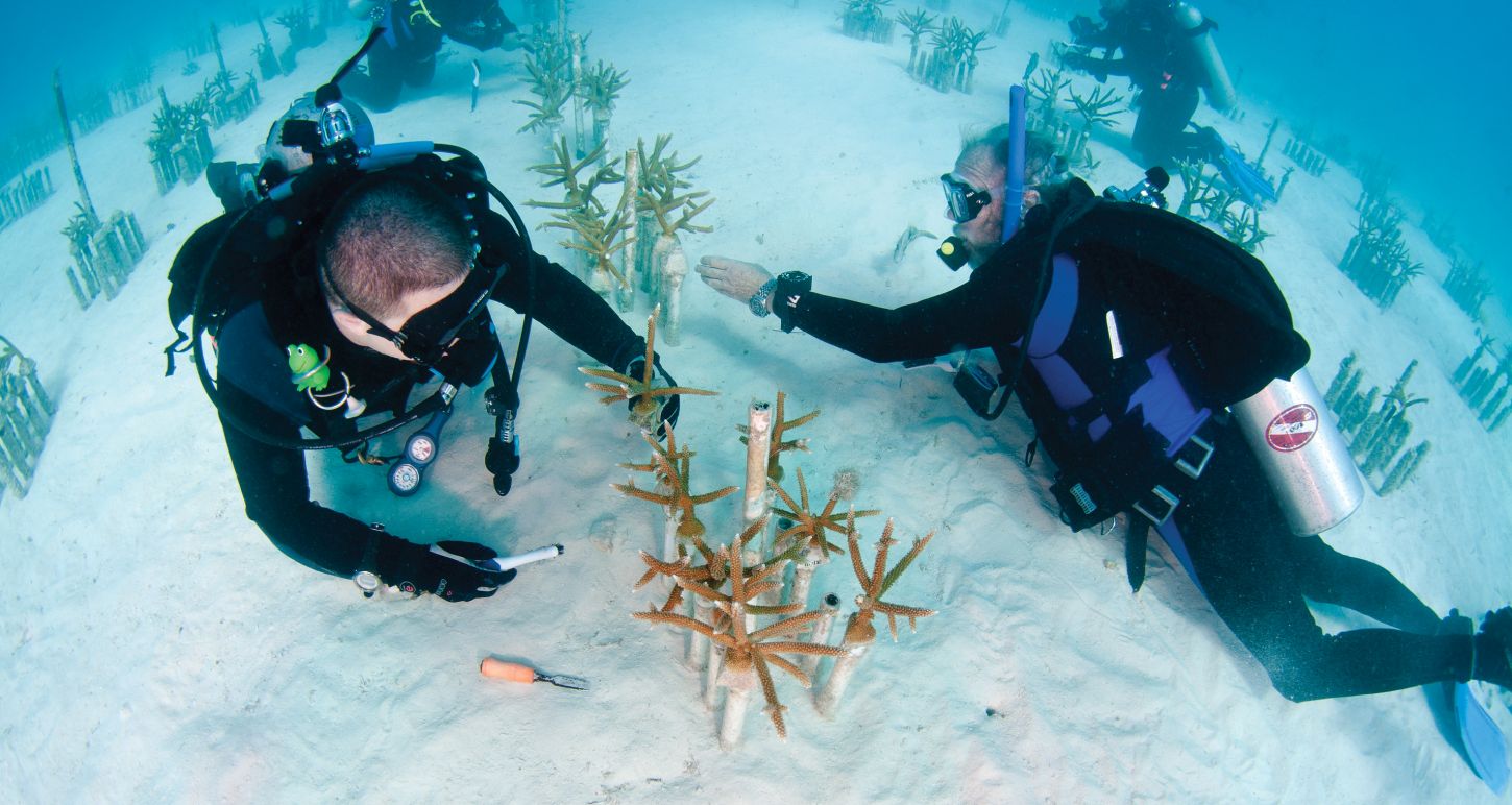 Neue Korallenkulturen vor Key Largo