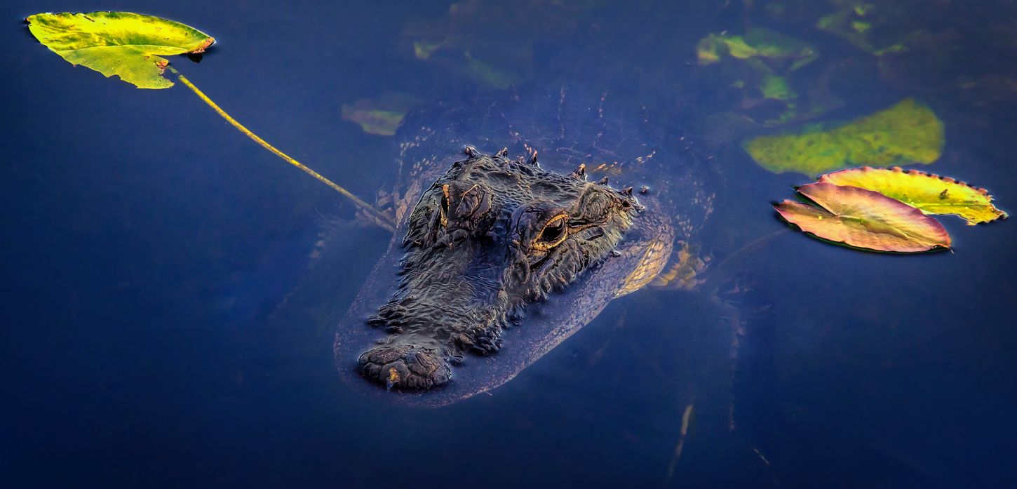 Alligator im Everglades N.P.