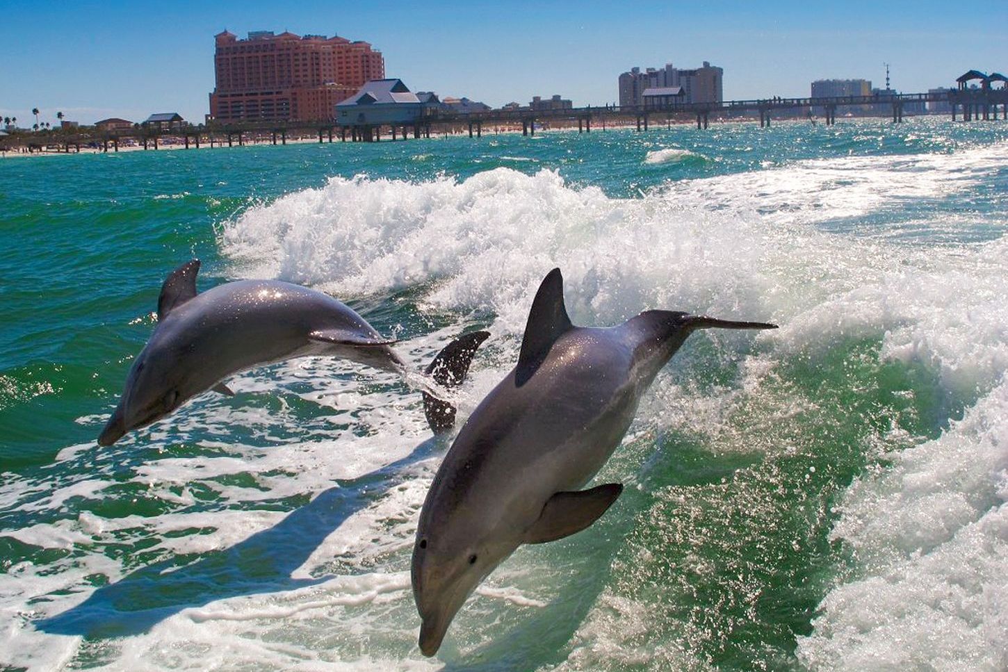 Delfine - bei einer Bootstour kann man ihnen ganz nah kommen