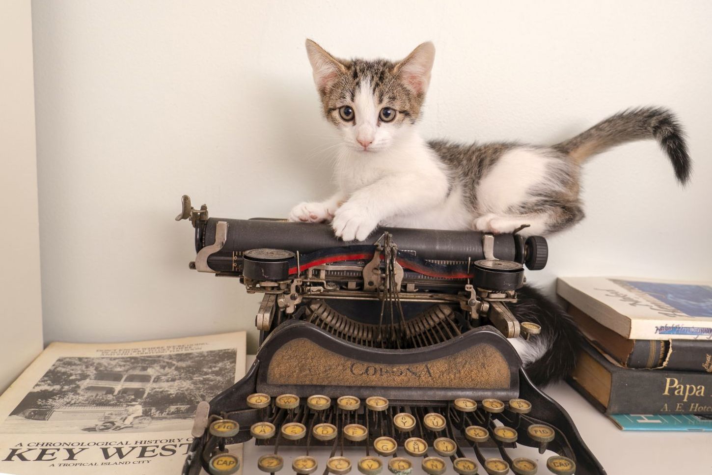 Das Kätzchen "Leonardo da Vinci" ruht sich im Ernest Hemingway Home & Museum auf einer alten Schreibmaschine aus