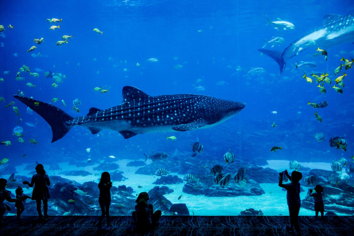 Walhaie im Georgia Aquarium