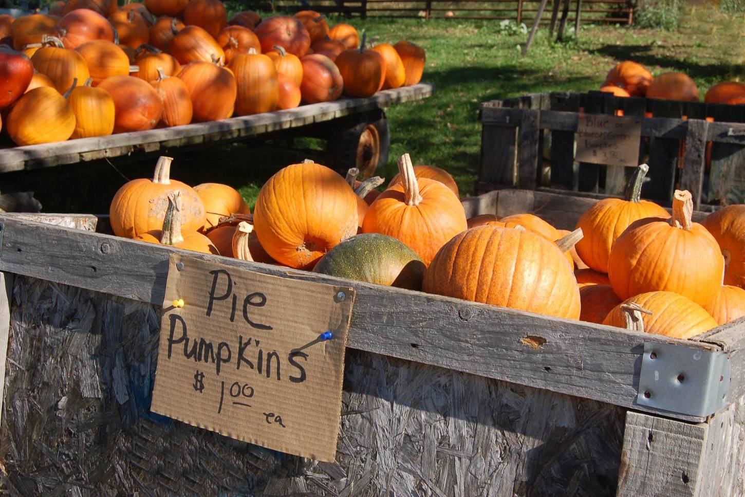 White Pumpkins