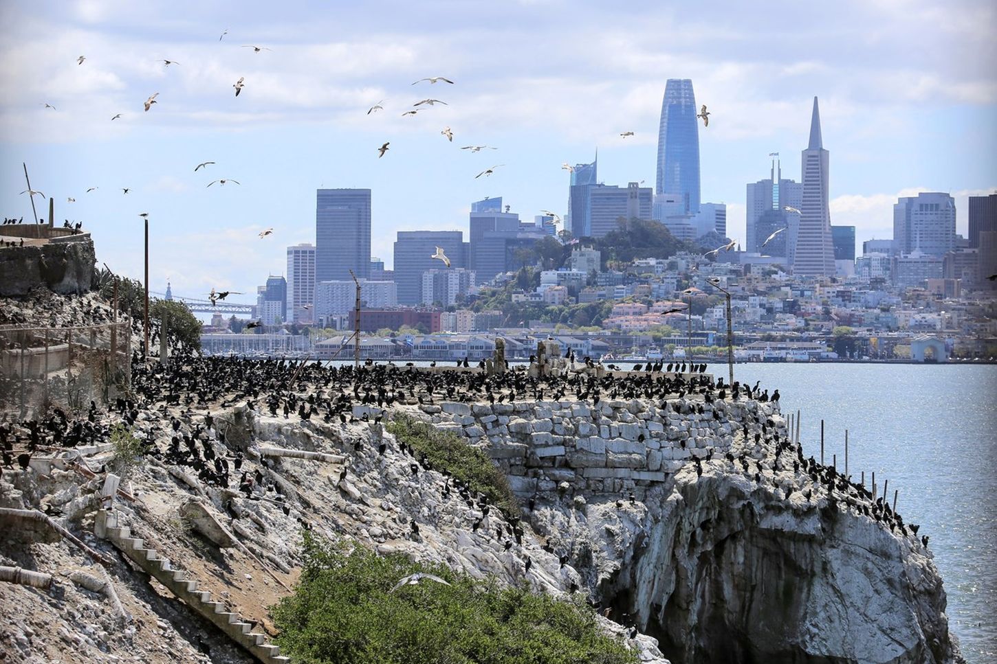 Alcatraz - Mittlerweile eine bedeutende Vogelbrutkolonie