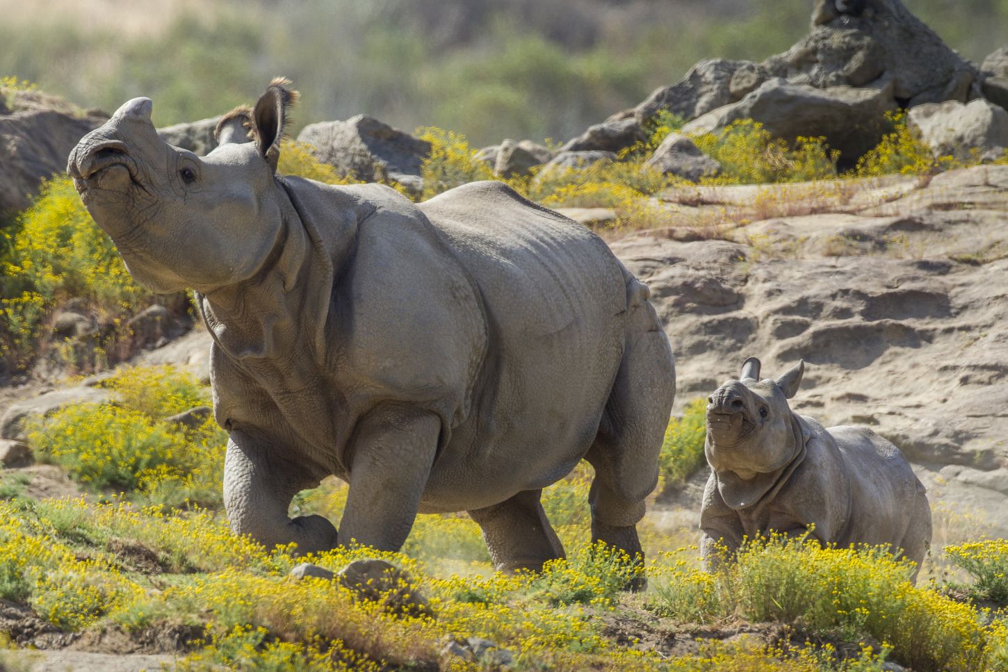 Rhinozeros Milli im San Diego Zoo