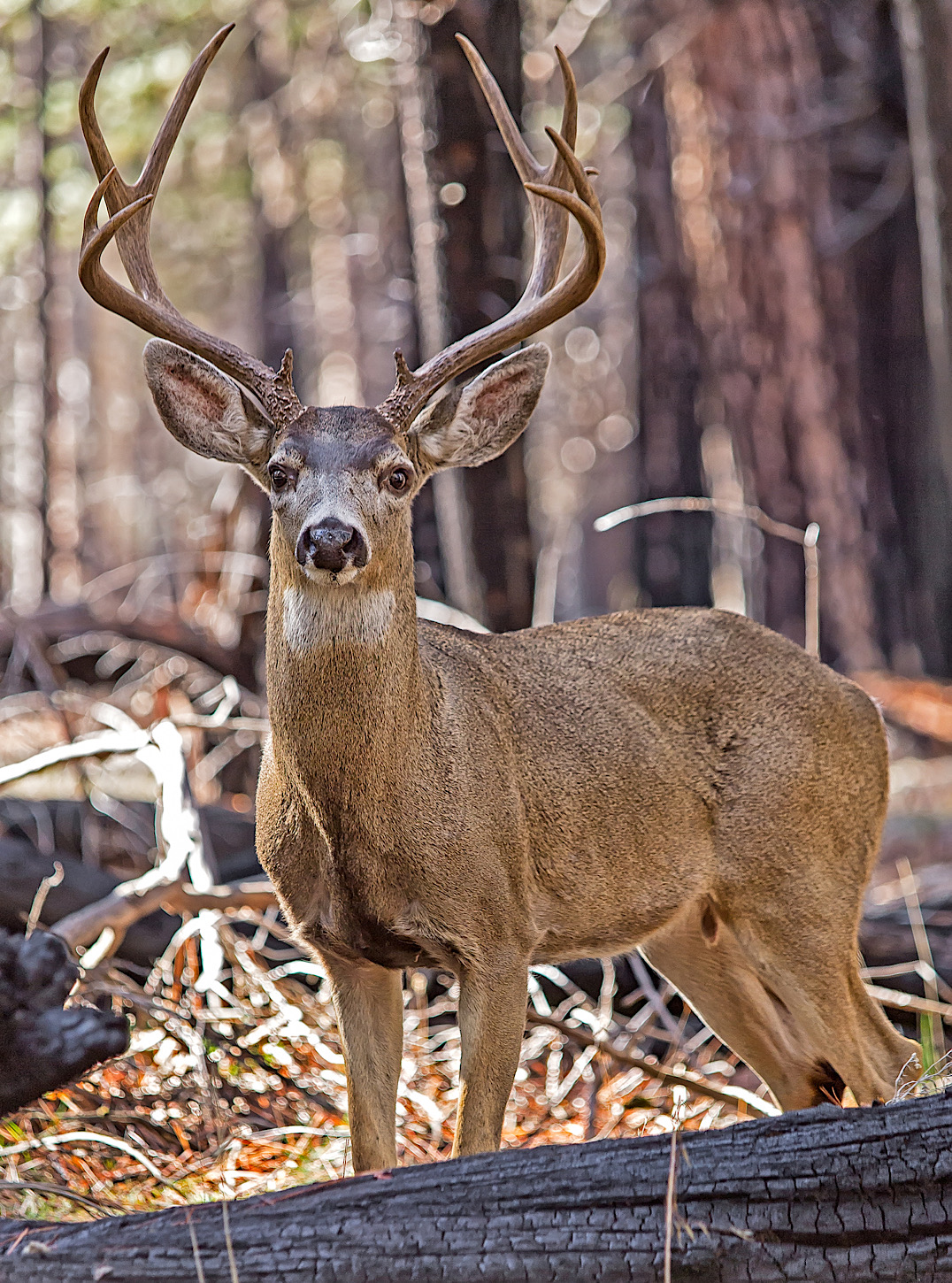 Deer im Yosemite Valley
