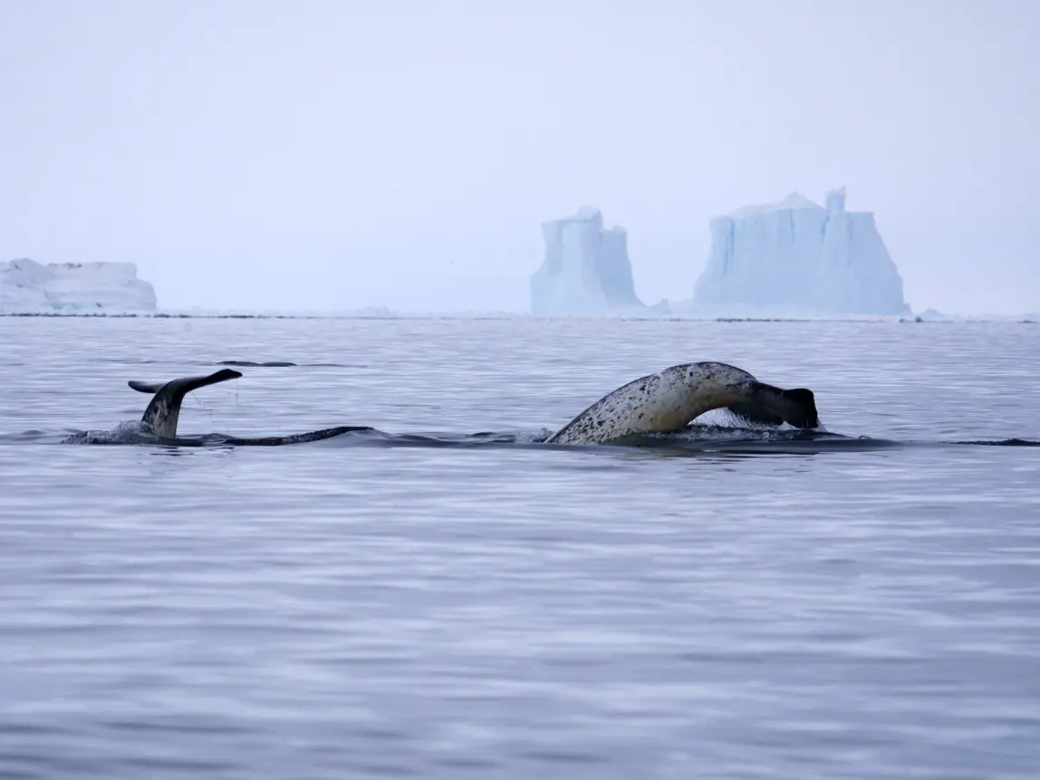 Wale auf Baffin Island