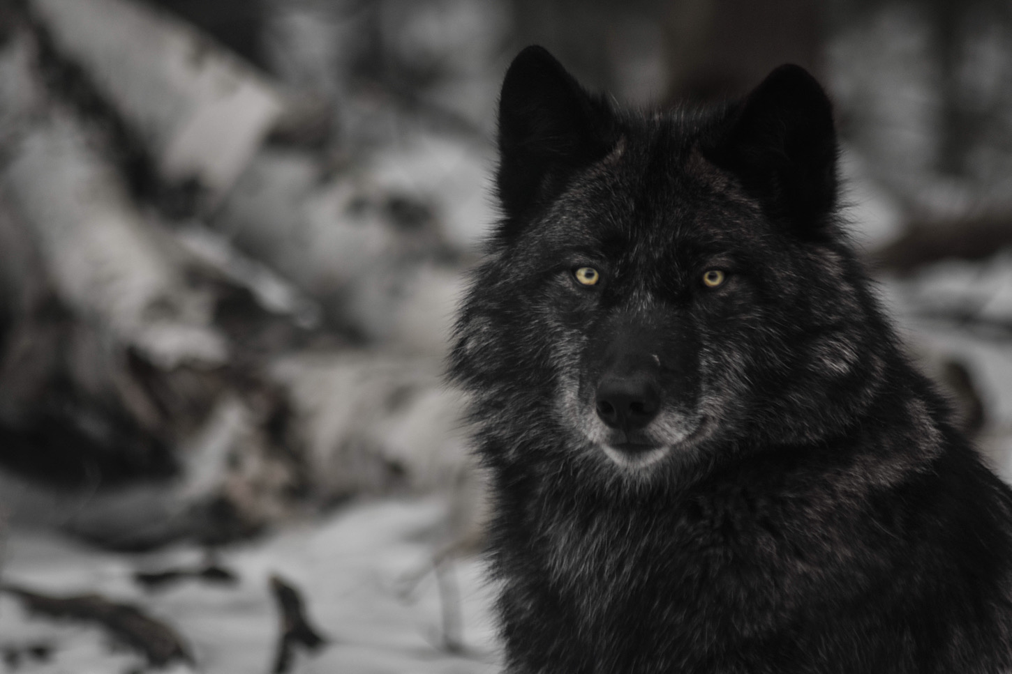 Wolf im Haliburton Forest
