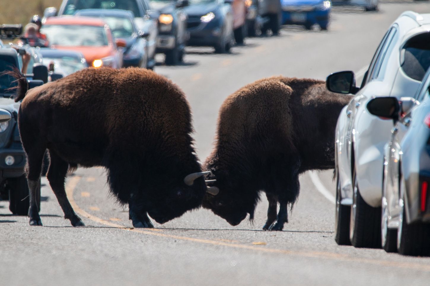 Auf Bisons trifft man überall im Yellowstone N.P.