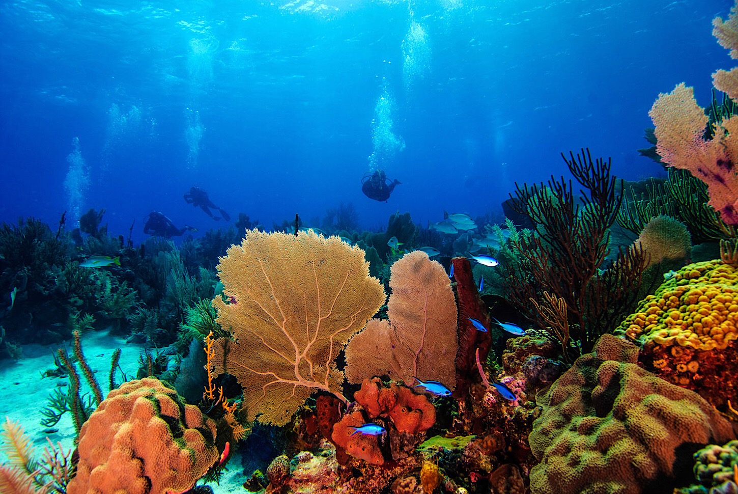 Traumhafte Unterwasserwelt