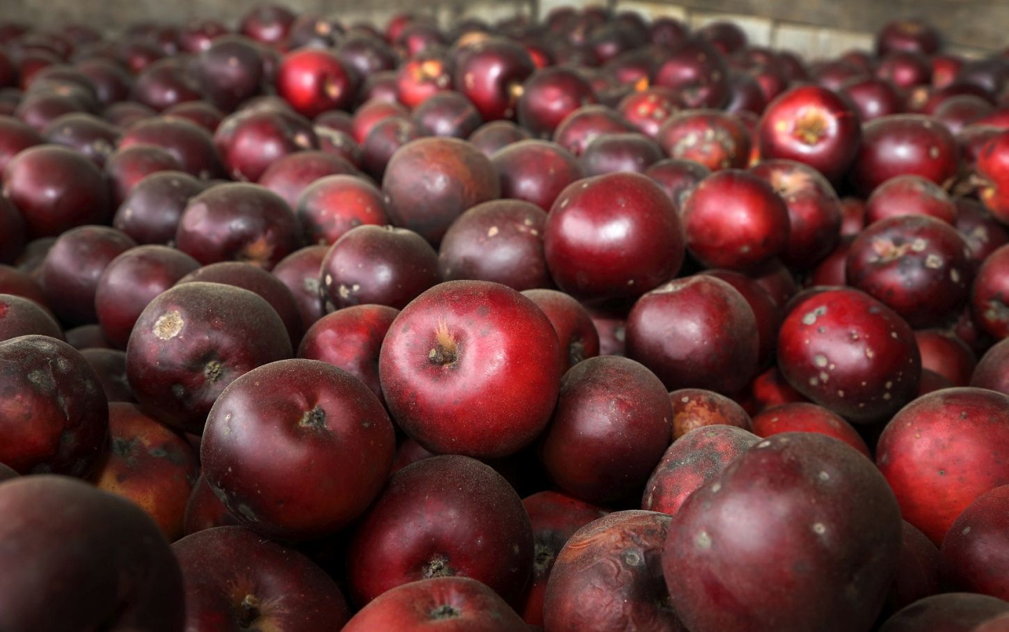 Äpfel warten auf ihre Weiterverarbeitung bei Albmarle Ciderworks