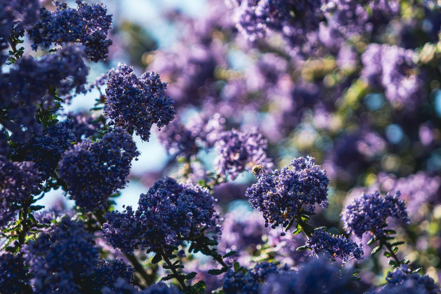 Kalifornischer Flieder