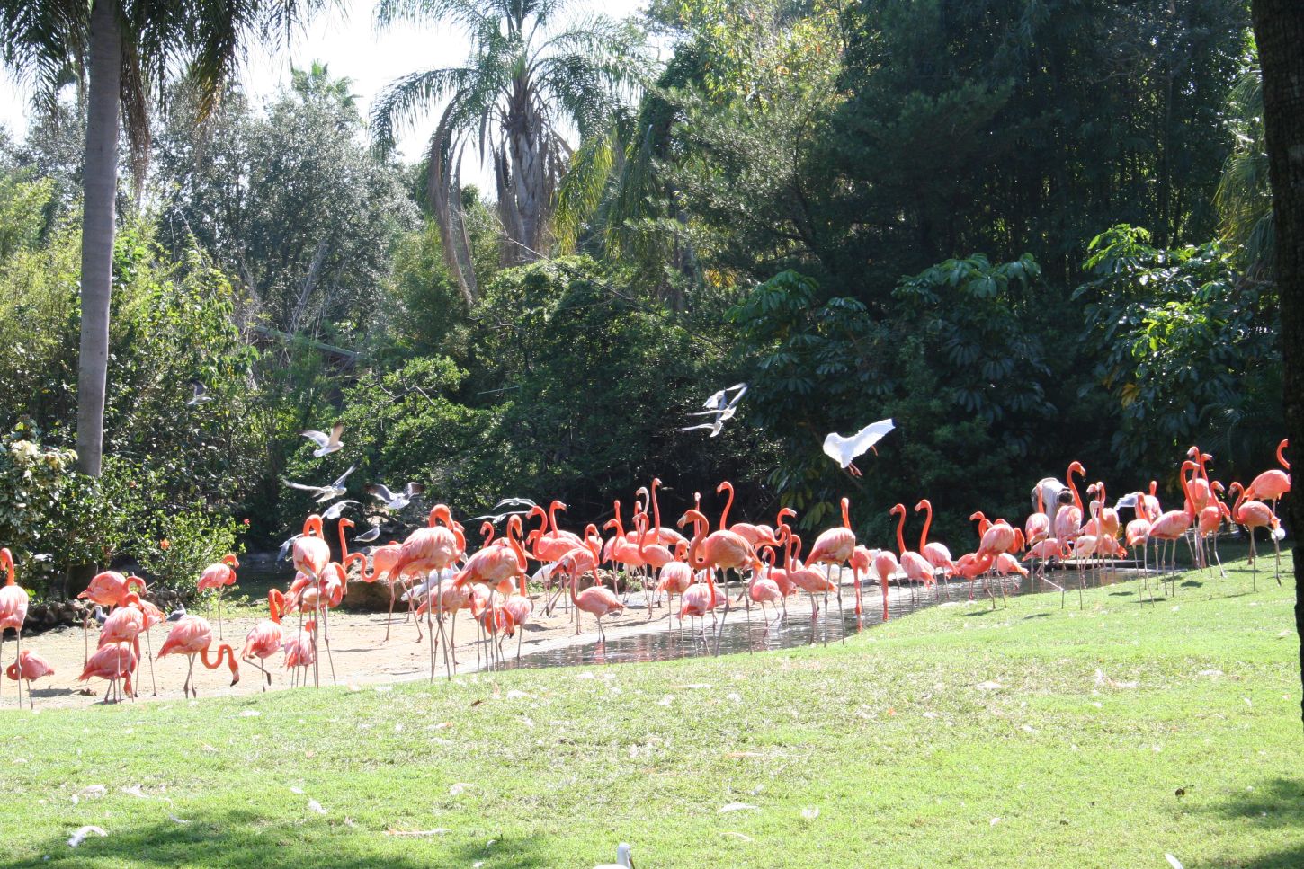 Flamingos in Florida