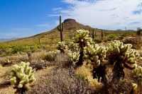 Upper Ranch Brown's Mountain