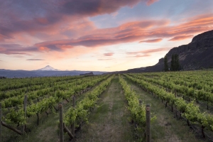 Columbia Hills - Cascade Cliffs Vineyards and Winery