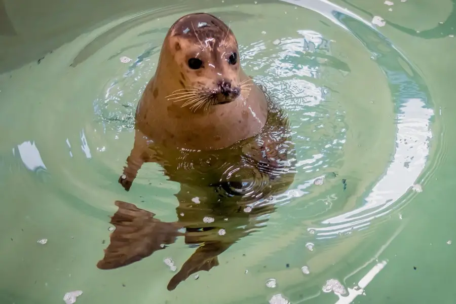 Seehund Javier in seiner neuen Heimat im Virginia Beach Aquarium