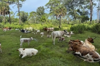 Die Babcock Ranch: Ein echtes Stück altes Florida