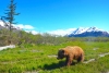 Viel Platz für Bären in Alaska - ein echtes Paradies für Mensch und Tier