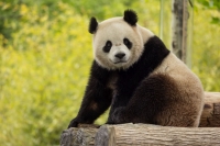 Plüschige Publikumslieblinge aus China: National Zoo in Washington, DC bekommt zwei neue Riesenpandas