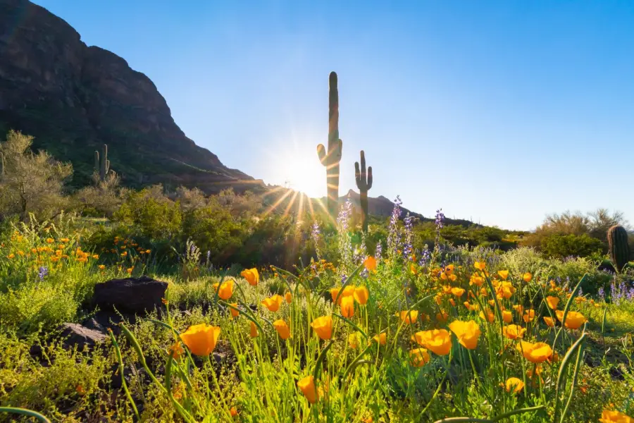 Außergewöhnliche Wildblumen Saison in Arizona - der Grand Canyon State blüht auf