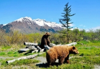Ganz nah bei Elchen und Moschusochsen - das Alaska Wildlife Conservation Center
