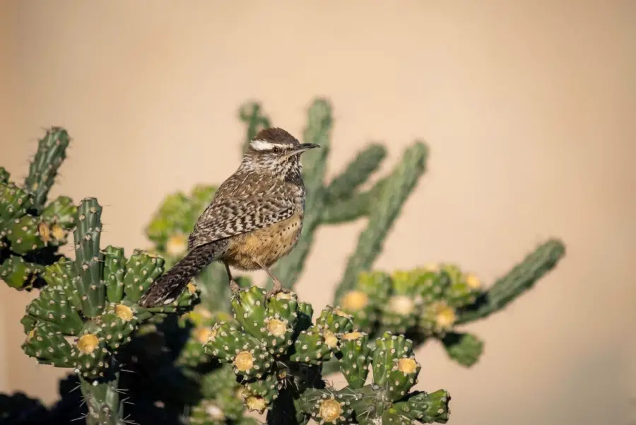 Von Kakteen bis Kolibris: Arizonas vielfältige Flora &amp; Fauna entdecken