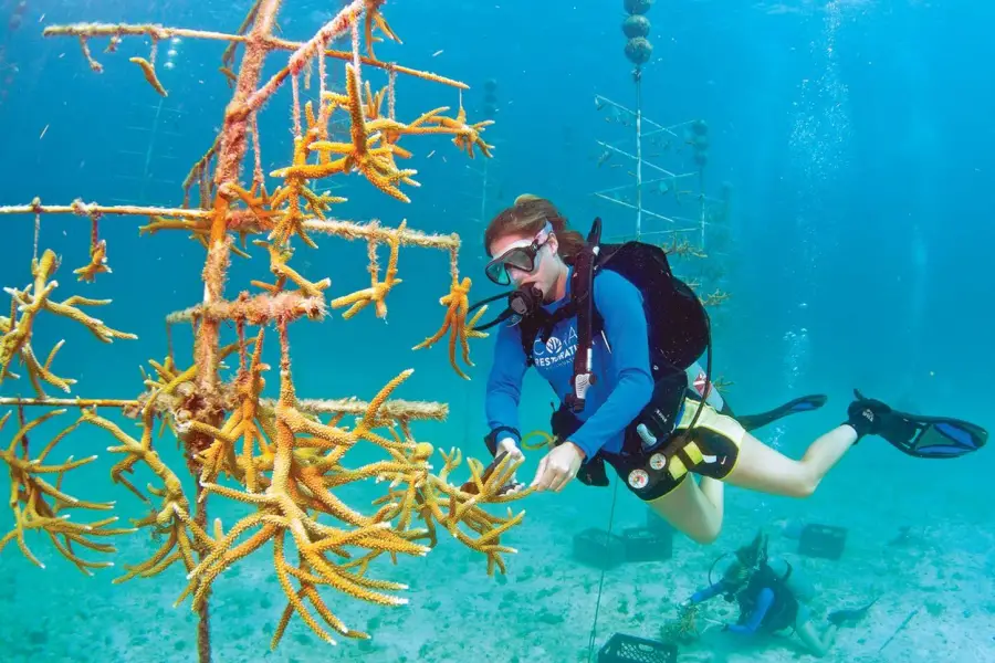 Hilfe für die Rifffe vor den Florida Keys: Tauchen und Korallen schützen
